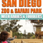 Tips for the San Diego Zoo & Safari Park